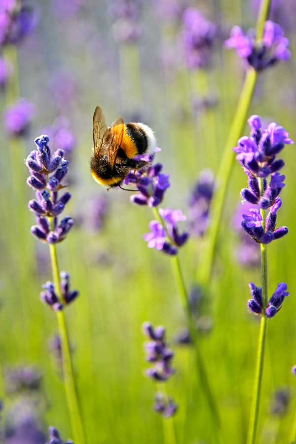 bee foraging on a flower