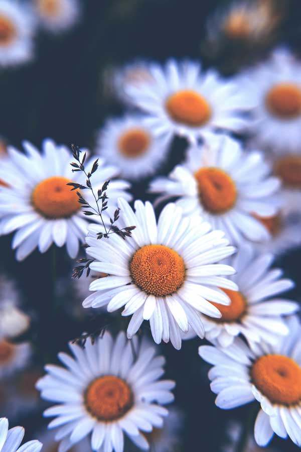 close up daisies